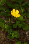 Creeping buttercup